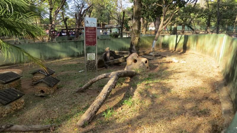 excursao-ao-zoologico-bh-