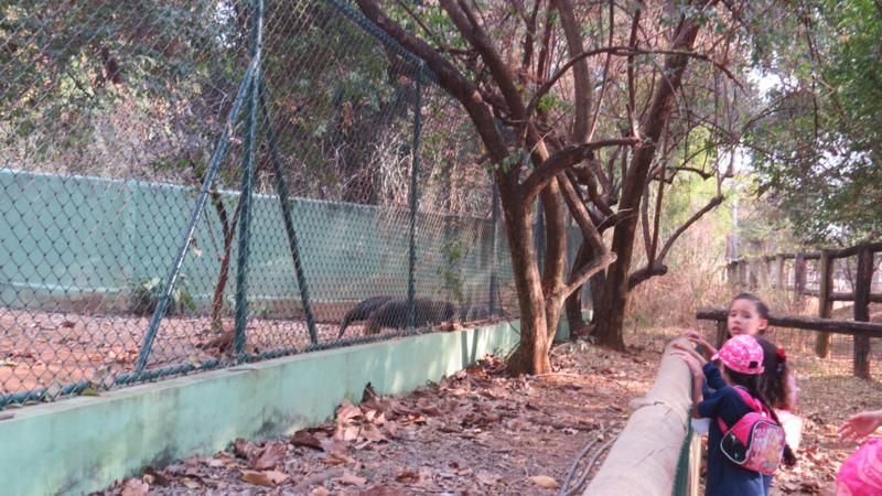excursao-ao-zoologico-bh-