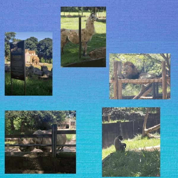 excursao-ao-zoologico-e-aquario-de-belo-horizonte-