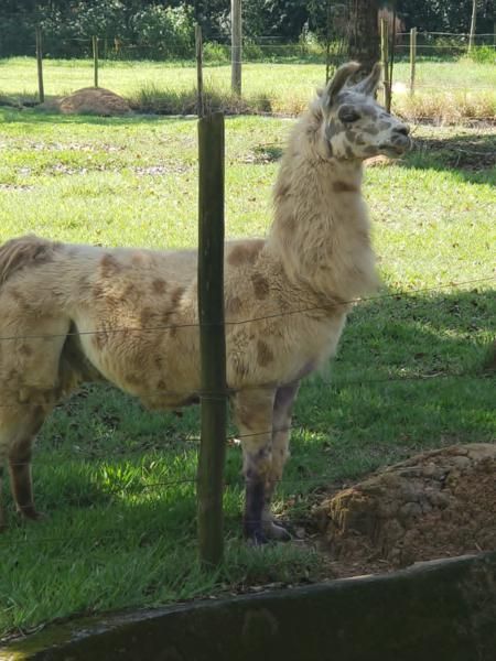 excursao-ao-zoologico-e-aquario-de-belo-horizonte-